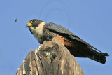 _MG_1823 Bat Falcon.jpg