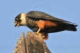 _MG_1346 Bat Falcon.jpg