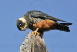_MG_2481 Bat Falcon.jpg