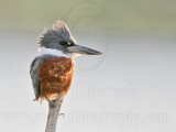 _MG_5669 Ringed Kingfisher.jpg