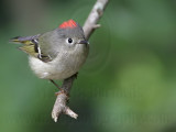 _MG_4570 Ruby-crowned Kinglet.jpg