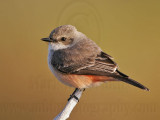 _MG_5506 Vermilion Flycatcher.jpg