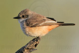 _MG_5543 Vermilion Flycatcher.jpg