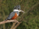 _MG_5597 Ringed Kingfisher.jpg