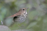 _MG_3930 Hermit Thrush.jpg