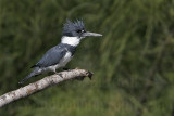 _MG_5095 Belted Kingfisher.jpg