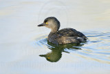 _MG_4598 Least Grebe.jpg