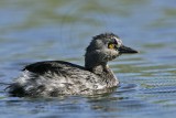 _MG_5878 Least Grebe.jpg