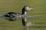 _MG_6051 Least Grebe.jpg