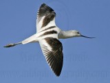 _MG_4070 American Avocet.jpg