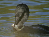 _MG_6669 Neotropic Cormorant.jpg