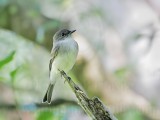 _MG_2941 Eastern Phoebe.jpg