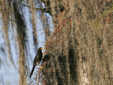 _MG_0052 Brown Jay.jpg