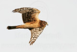 _MG_1577 Northern Harrier.jpg