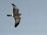 _MG_8569 Northern Harrier.jpg