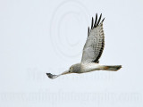 _MG_9249 Northern Harrier.jpg