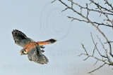 _MG_8670 American Kestrel.jpg