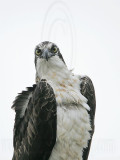 _MG_7707 Osprey.jpg