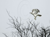 _MG_9286 Red-tailed Hawk.jpg