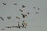 _MG_8891 American White Pelican.jpg