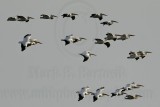 _MG_8931 American White Pelican.jpg