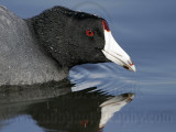 _MG_2672 American Coot.jpg