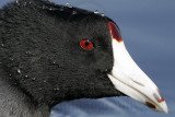 _MG_2672crop1 American Coot.jpg