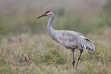 _MG_2957 Sandhill Crane.jpg