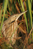 _MG_8512 American Bittern.jpg