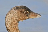 _MG_7771 Pied-billed Grebe.jpg