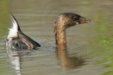_MG_8085 Pied-billed Grebe.jpg