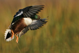 _MG_5023 Northern Shoveler.jpg