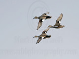 _MG_7932 Gadwall.jpg