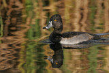 _MG_1371 Ring-necked Duck.jpg