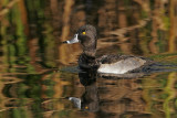 _MG_1377 Ring-necked Duck.jpg