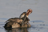 _MG_1683 Ruddy Duck.jpg