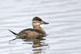 _MG_2172 Ruddy Duck.jpg