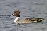 _MG_3604 Northern Pintail.jpg
