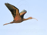 _MG_8240 White-faced Ibis.jpg