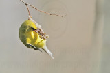 _MG_2962 Blue-winged Warbler.jpg