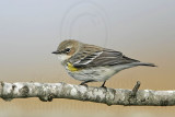 _MG_8015 Yellow-rumped Warbler.jpg