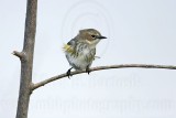 _MG_8138 Yellow-rumped Warbler.jpg