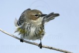 _MG_8194 Yellow-rumped Warbler.jpg