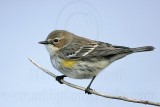 _MG_8199 Yellow-rumped Warbler.jpg