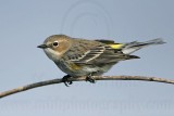 _MG_8296 Yellow-rumped Warbler.jpg