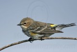 _MG_8365 Yellow-rumped Warbler.jpg