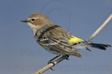 _MG_8422 Yellow-rumped Warbler.jpg