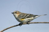 _MG_8456 Yellow-rumped Warbler.jpg
