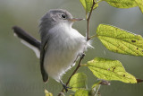 _MG_2895 Blue-gray Gnatcatcher.jpg