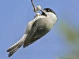 _MG_8593 Carolina Chickadee.jpg